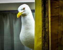 white Seagull is peeking out from behind the curtains