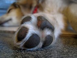 Dog's paw