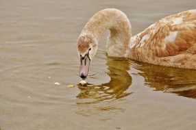 Swan collecting the crumbs of bread on the water