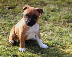 staffordshire bullterrier puppy on a spring meadow