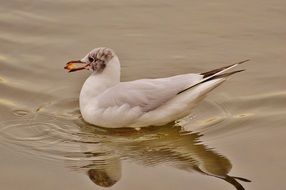 seagull with bread in its beak