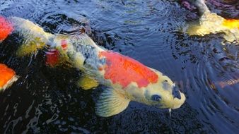 colorful fish in an aquarium