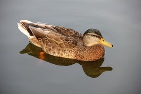 duck on quiet water on the pond