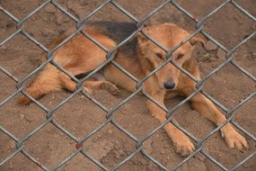 photo of dog behind metal fence