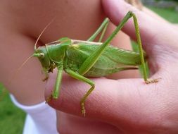 green grasshopper in hand close up