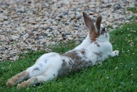 rabbit lies on green grass