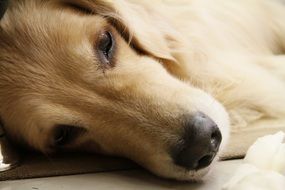 sleeping golden retriever