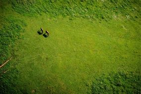 two horses grazing on the meadow, view from above