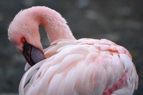 pink flamingo cleaning up