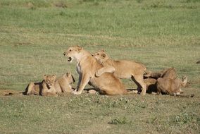 lioness with cubs