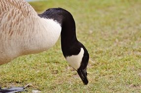 goose is eating green grass