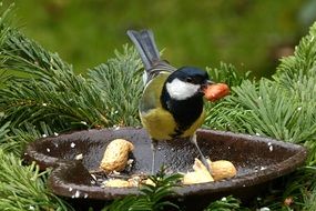 Tit Parus Major