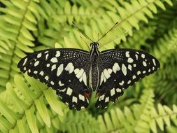 black butterfly with white spots on light green leaves close-up