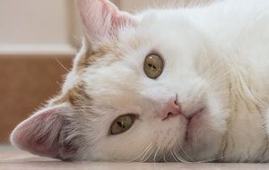 white domestic Cat portrait