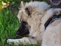 dog with white fur on the grass