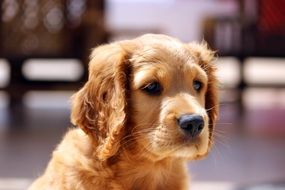 Portrait of golden puppy