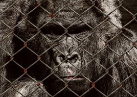 Imprisoned gorilla