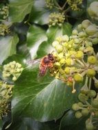 the bee sucking nectar from a flower