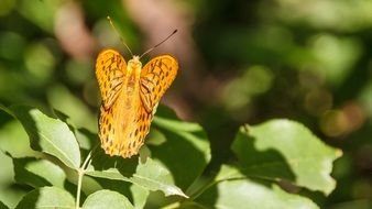 orange butterfly in summertime