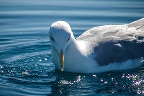 silver gull drinks water from the lake