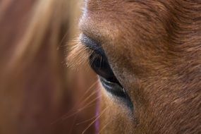 brown horse with black eyes close up