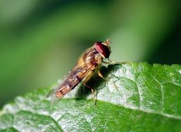 Close-up of the fly in the garden