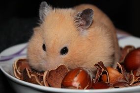 cute lovely Hamster