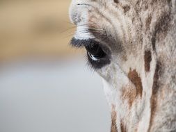 giraffe eye