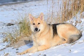 sled dog is lying on the snow