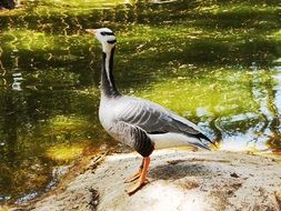 Beautiful black and white duck near the water