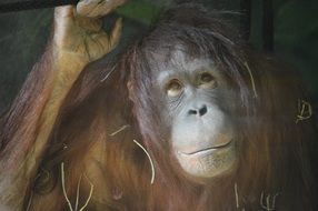 Orangutang Monkey