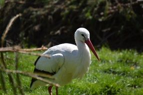 wild white stork bird