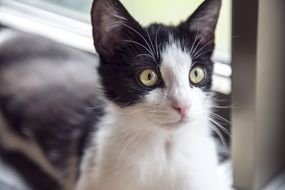 portrait of a black kitten with white spots