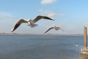 seagulls fly over the sea near the coast