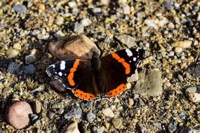 dorsal view of a red admiral