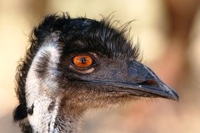 Emu's head close-up on blurred background