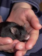 Mouse Pet in man hand cute portrait