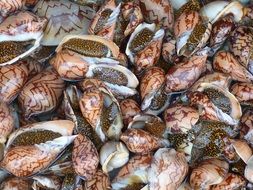 Snail Shells, Seafood background