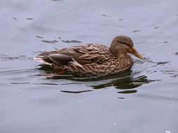 Drake in water