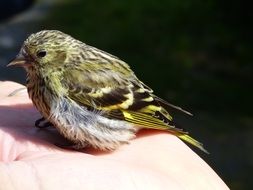siskin on a hand under the bright sun close-up on blurred background