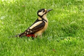 great spotted woodpeckern on the green grass