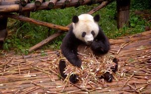 panda sits on sticks