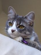 grey and white tabby cat, portrait