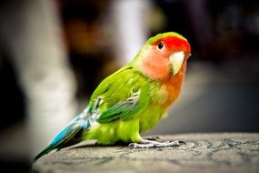 closeup photo of Colorful Parrot Bird