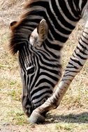 grazing exotic zebra