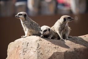 perfect beautiful Meerkats on a stone