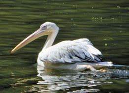 white pelican swims on the river