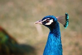peacock in fauna