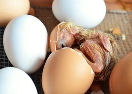 chicken in egg