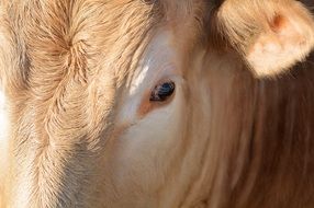 head of cattle close up